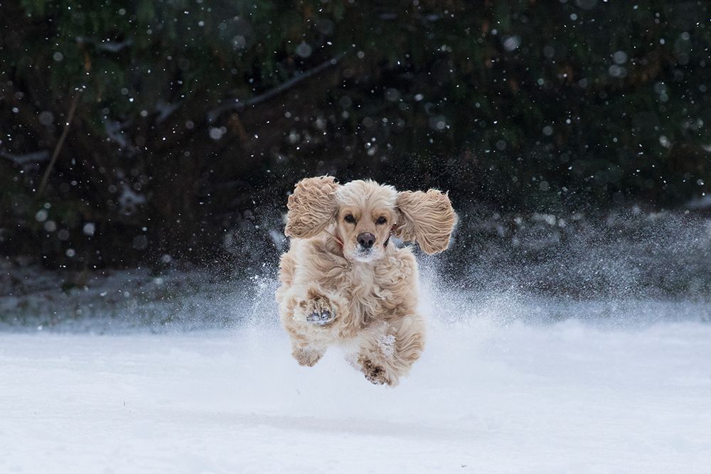USA- Tennessee. Cocker spaniel running in the snow. art print by Jaynes Gallery for $57.95 CAD