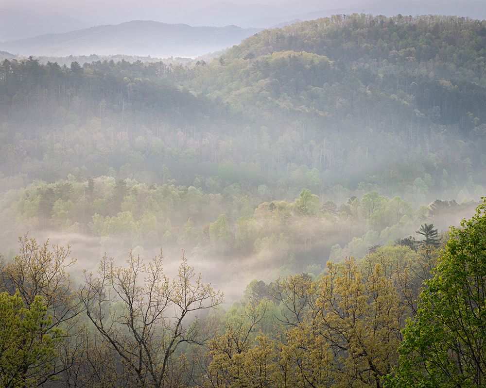 USA-Tennessee-Smokey Mountains National Park. Sunrise mist on mountain forest. art print by Jaynes Gallery for $57.95 CAD