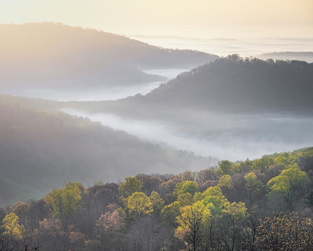 USA-Tennessee-Smokey Mountains National Park. Sunrise mist on mountain forest. art print by Jaynes Gallery for $57.95 CAD