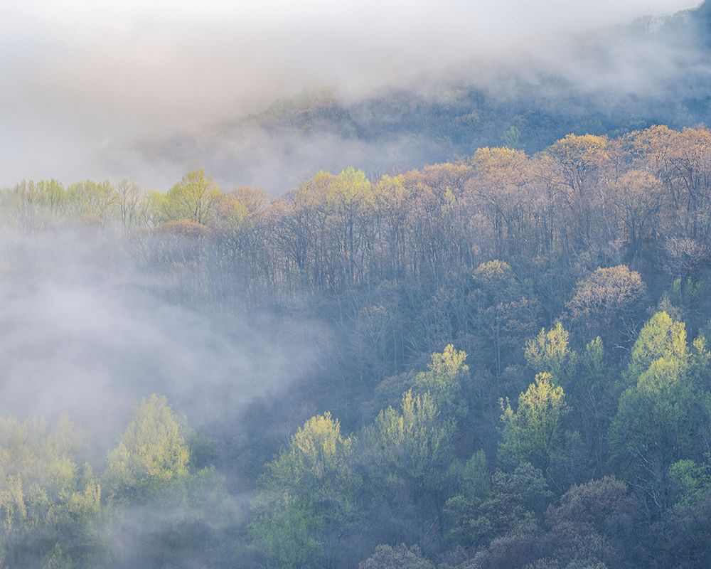 USA-Tennessee-Smokey Mountains National Park. Sunrise mist on mountain forest. art print by Jaynes Gallery for $57.95 CAD