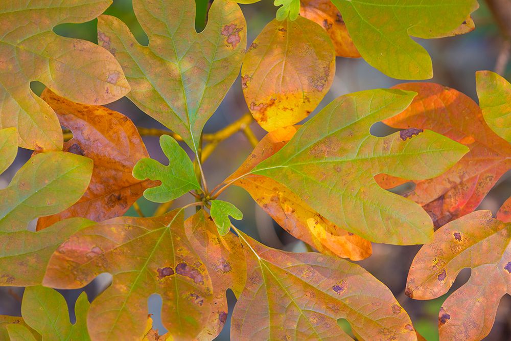 USA, Tennessee, Cherokee National Forest. Close-up of sassafras tree leaves. art print by Jaynes Gallery for $57.95 CAD