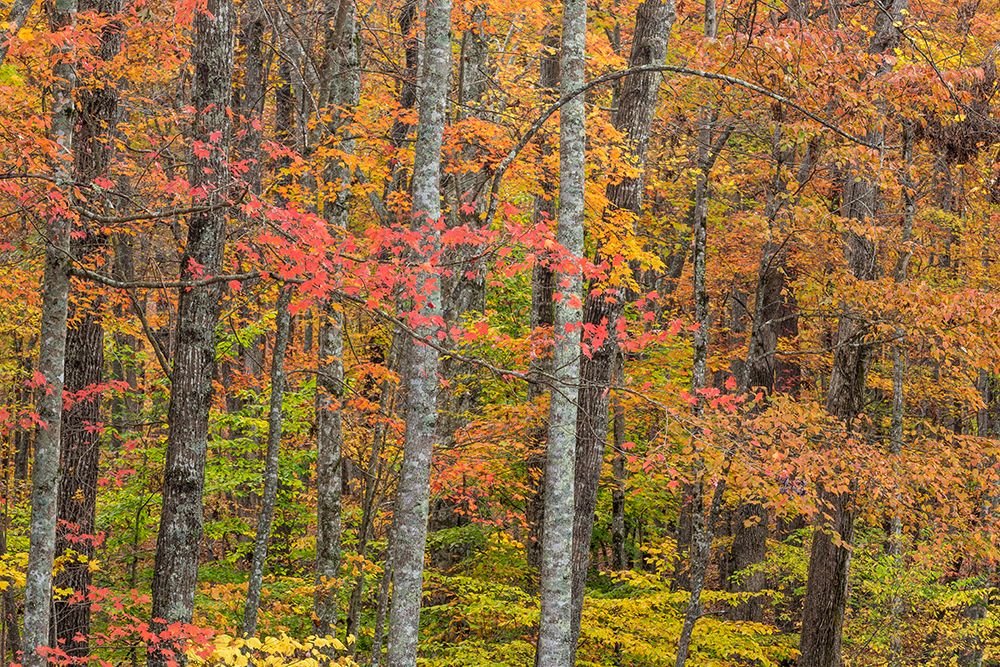USA, Tennessee, Fall Creek Falls State Park. Forest with autumn foliage. art print by Jaynes Gallery for $57.95 CAD