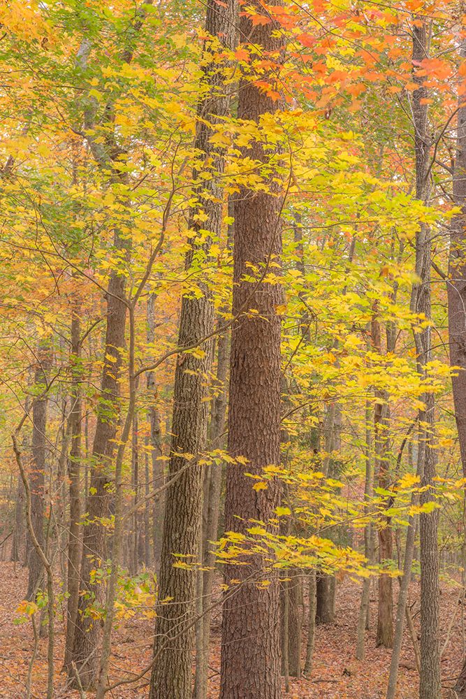USA, Tennessee, Fall Creek Falls State Park. Forest with autumn foliage. art print by Jaynes Gallery for $57.95 CAD