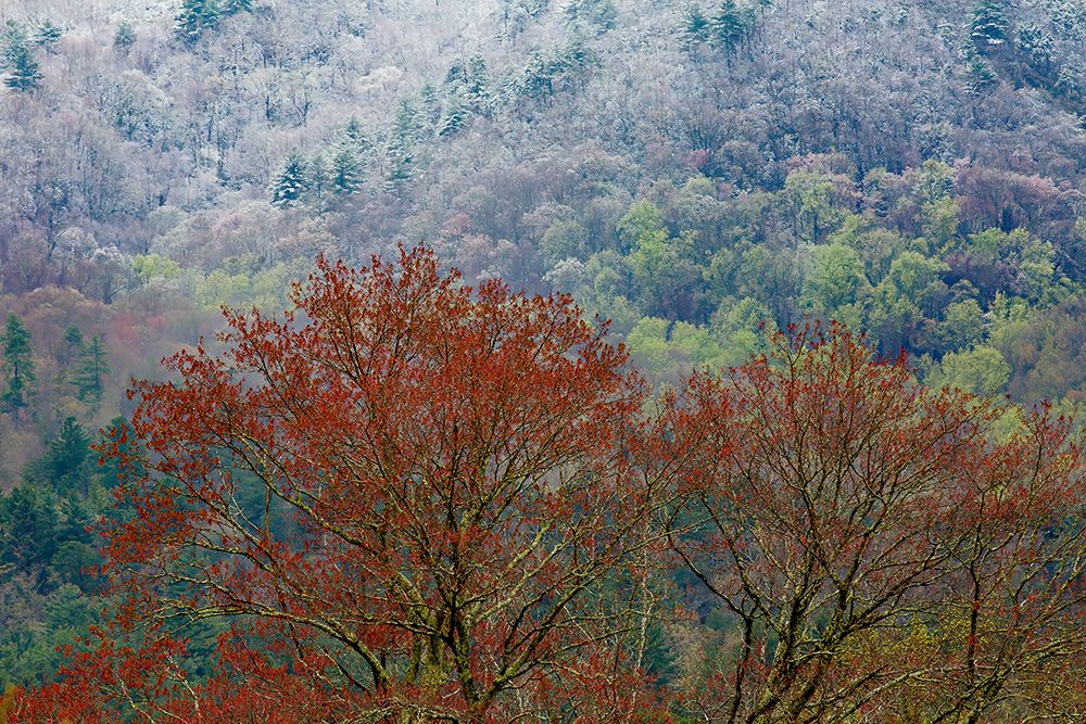 USA- Tennessee. Great Smoky Mountains National Park with late springtime snow art print by Darrell Gulin for $57.95 CAD