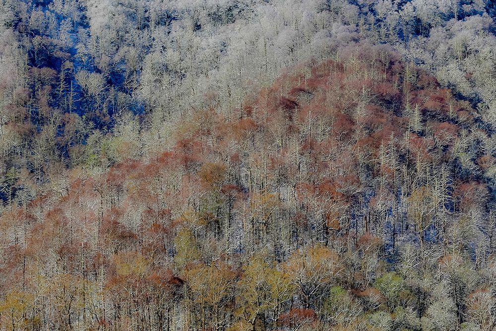 USA- Tennessee. Great Smoky Mountains National Park with late springtime snow art print by Darrell Gulin for $57.95 CAD