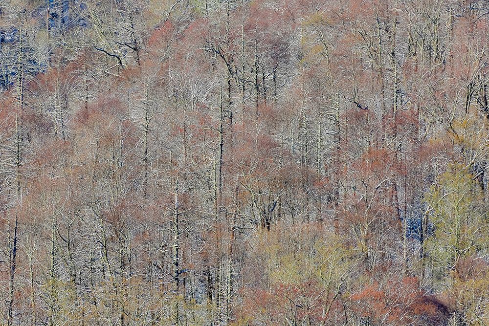 USA- Tennessee. Great Smoky Mountains National Park with late springtime snow art print by Darrell Gulin for $57.95 CAD