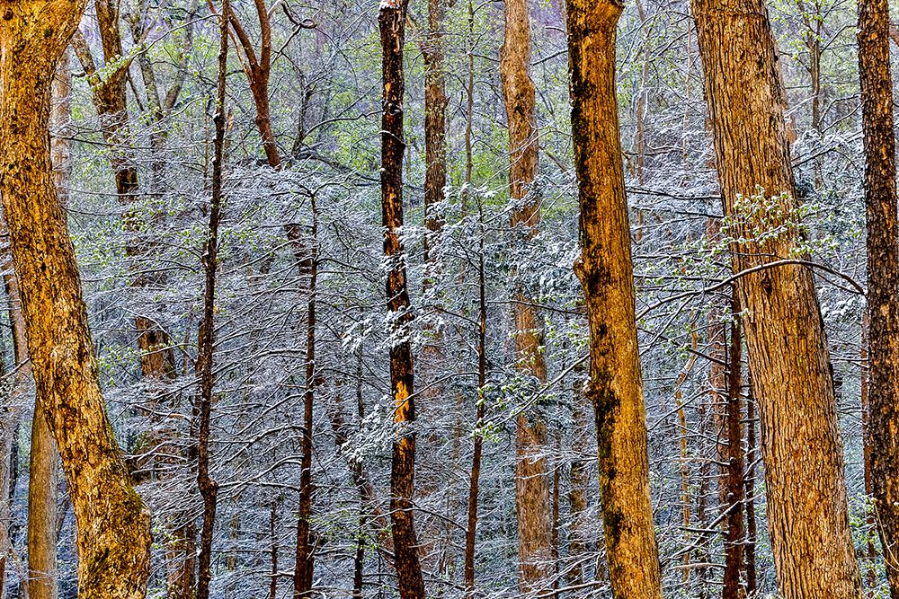 USA- Tennessee. Great Smoky Mountains National Park with late springtime snow art print by Darrell Gulin for $57.95 CAD