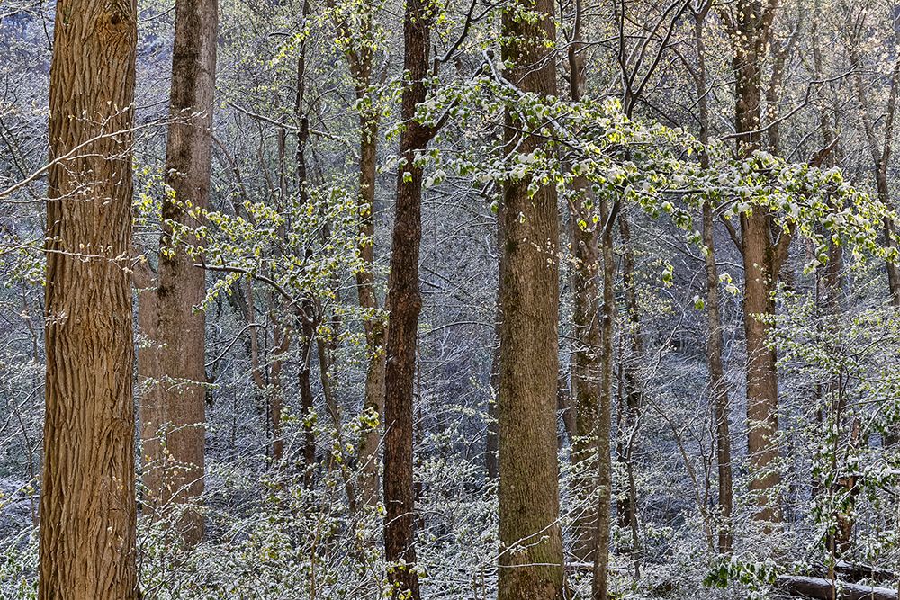 USA- Tennessee. Great Smoky Mountains National Park with late springtime snow art print by Darrell Gulin for $57.95 CAD