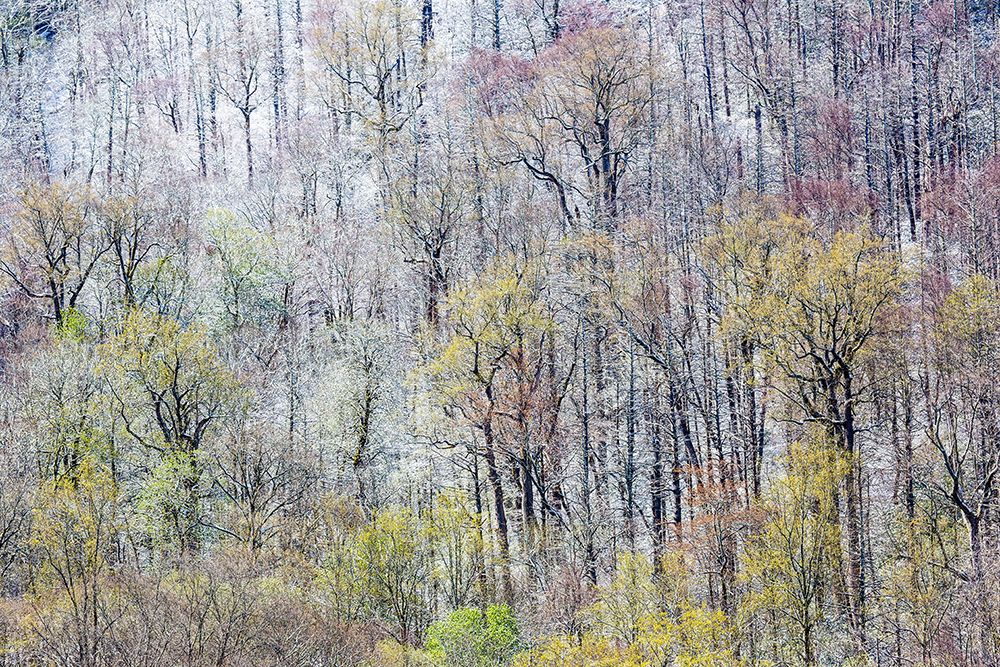 USA- Tennessee. Great Smoky Mountains National Park with late springtime snow art print by Darrell Gulin for $57.95 CAD