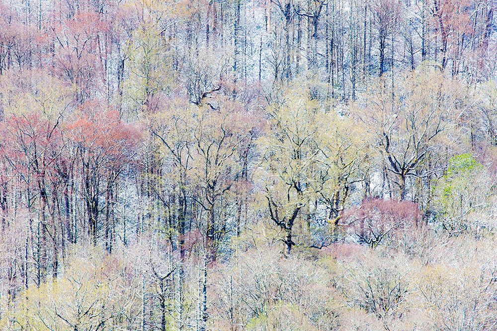 USA- Tennessee. Great Smoky Mountains National Park with late springtime snow art print by Darrell Gulin for $57.95 CAD