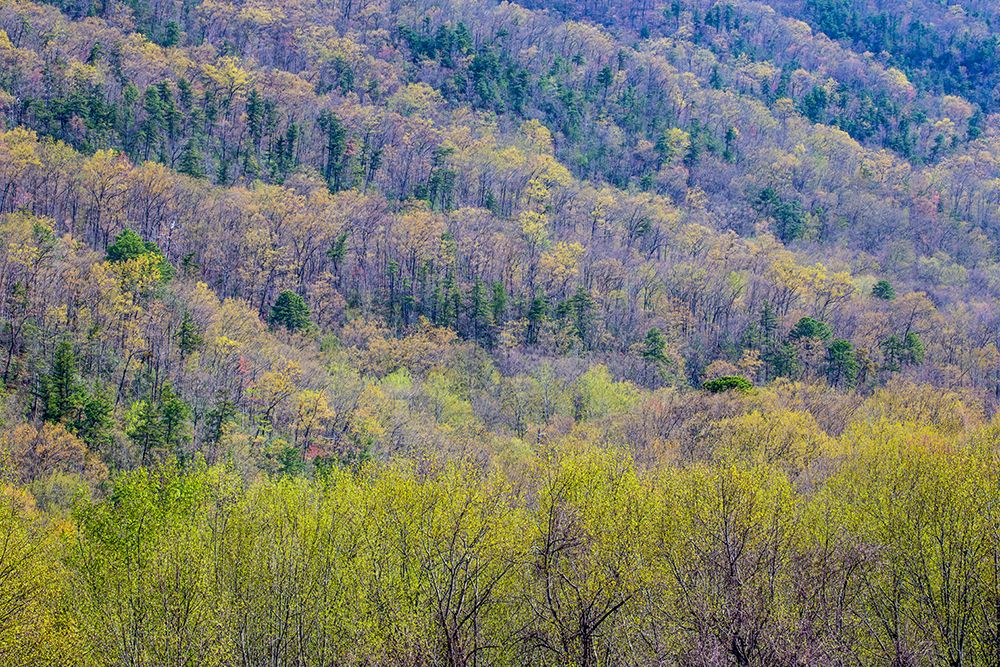 USA- Tennessee. Great Smoky Mountains National Park springtime with hardwood forest budding out art print by Darrell Gulin for $57.95 CAD