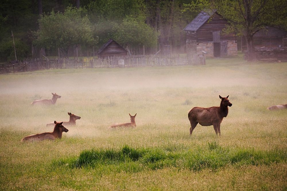 Tennessee Elk in foggy field at Great Smoky Mountains National Park art print by Joanne Wells for $57.95 CAD