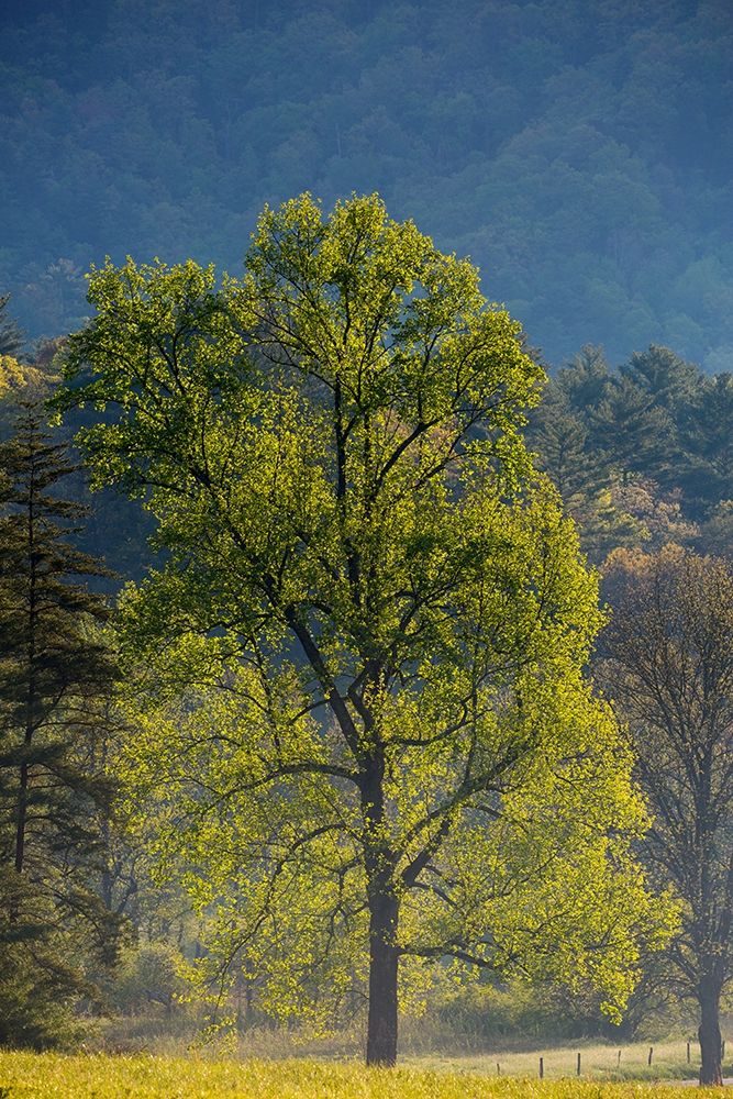 Tennessee Tree in morning light in field at Cades Cove art print by Joanne Wells for $57.95 CAD
