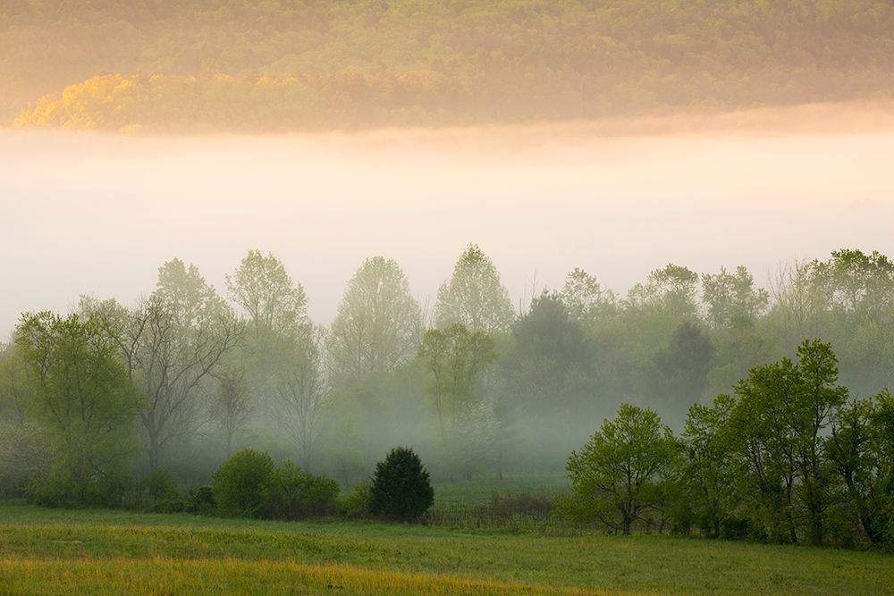Tennessee Early morning fog in Cades Cove art print by Joanne Wells for $57.95 CAD