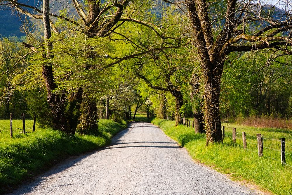Tennessee-Sparks Lane in the spring at Cades Cove art print by Joanne Wells for $57.95 CAD
