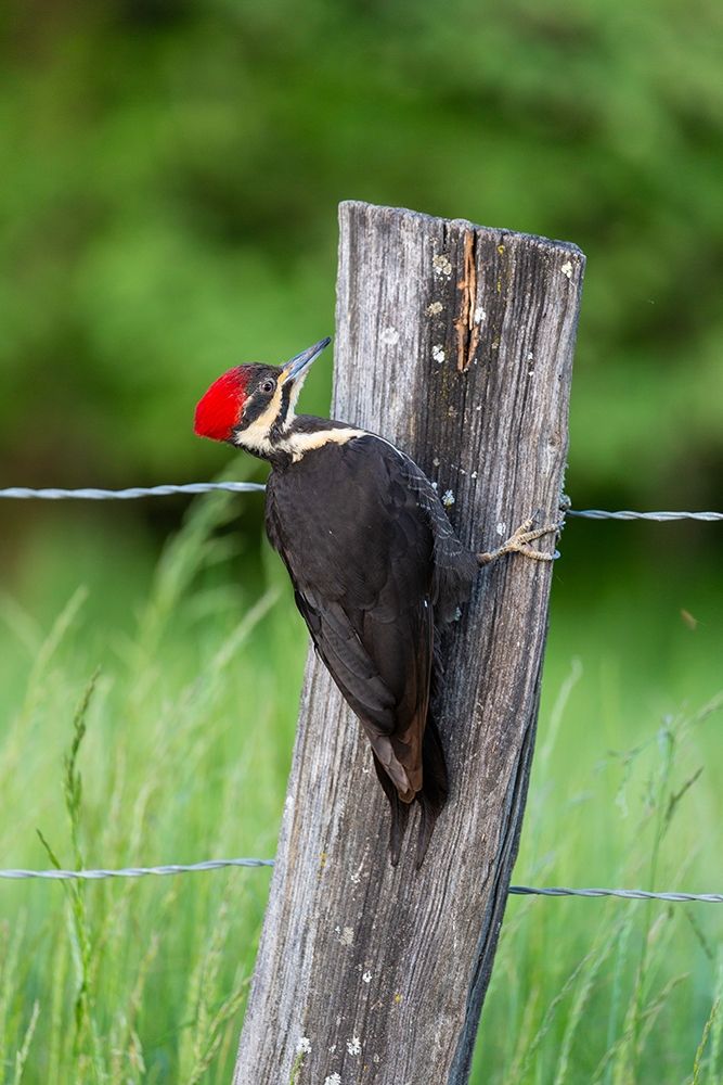 Pileated Woodpecker (Dryocopus pileatus)-Great Smoky Mountains National Park-Tennessee art print by Richard and Susan Day for $57.95 CAD