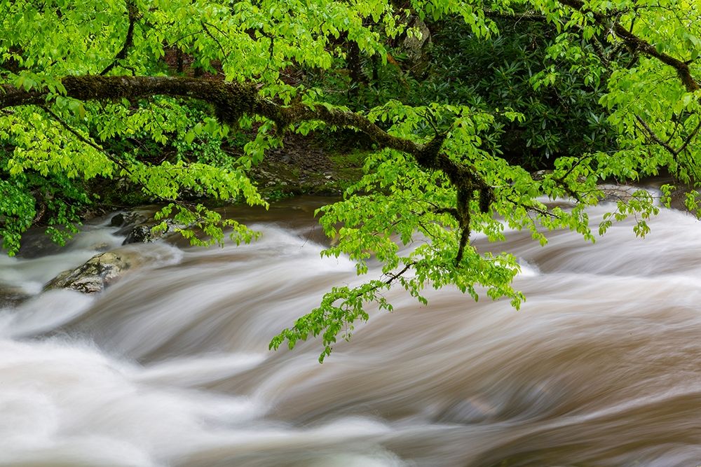 Middle Prong Little River in spring-Great Smoky Mountains National Park-Tennessee art print by Richard and Susan Day for $57.95 CAD
