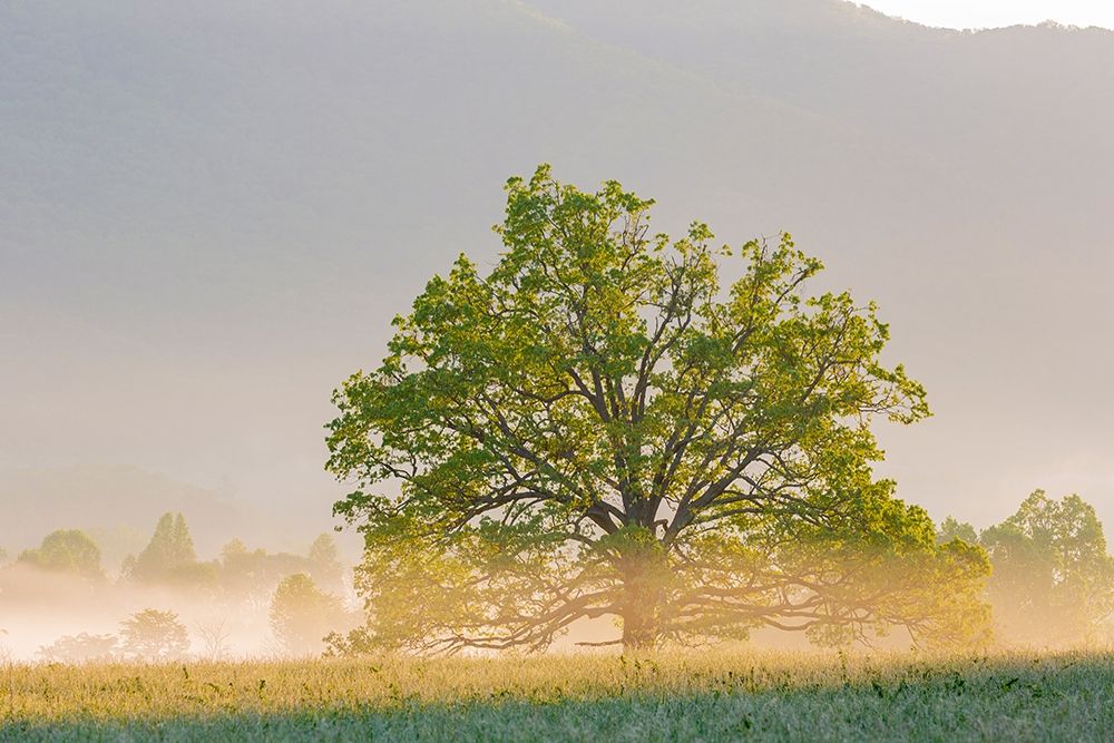 Sunrise and fog Cades Cove-Great Smoky Mountains National Park-Tennessee art print by Richard and Susan Day for $57.95 CAD