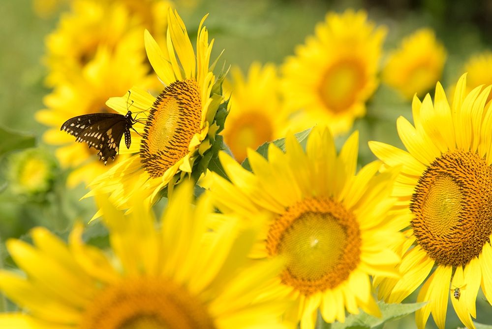 Tennessee TWRA wildlife management area Forks of the River plant 70 acres of sunflowers art print by Trish Drury for $57.95 CAD