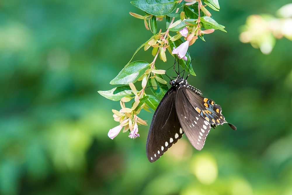 Tennessee Spicebush Swallowtail (Papilio troilus) on glossy abelia art print by Trish Drury for $57.95 CAD