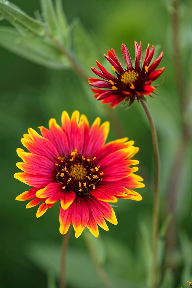 Indian blanket flower, Gaillardia pulchella, Texas hill country, Texas art print by Adam Jones for $57.95 CAD