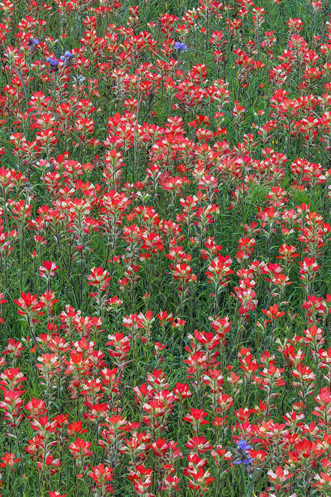 Meadow of red Texas Paintbrush and Purple-head Sneezeweed and Spiderwort flowers art print by Adam Jones for $57.95 CAD