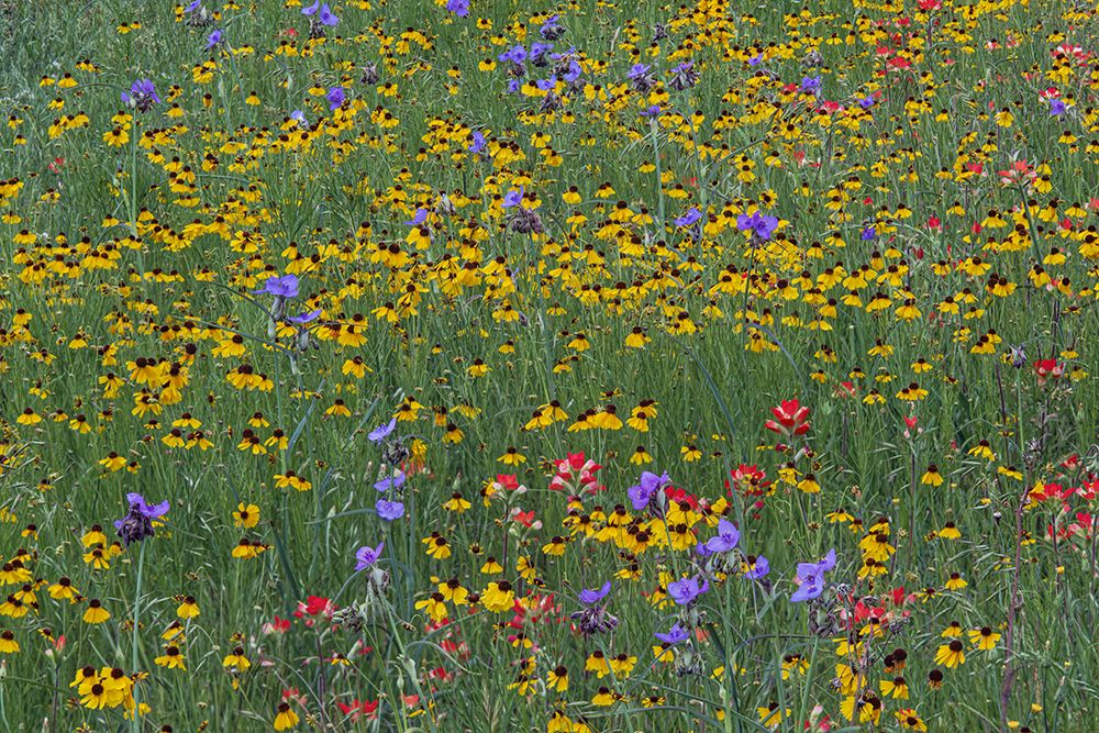 Meadow of red Texas Paintbrush and Purple-head Sneezeweed and Spiderwort flowers art print by Adam Jones for $57.95 CAD