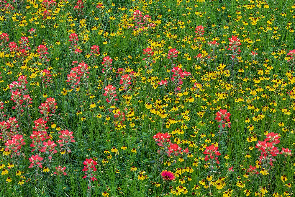 Meadow of red Texas Paintbrush and Purple-head Sneezeweed-Texas hill country-near Marble Falls art print by Adam Jones for $57.95 CAD