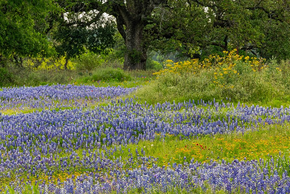 Texas bluebonnets-blanket flower and live oak in meadow-Texas Hill Country-near Marble Falls-Texas art print by Adam Jones for $57.95 CAD