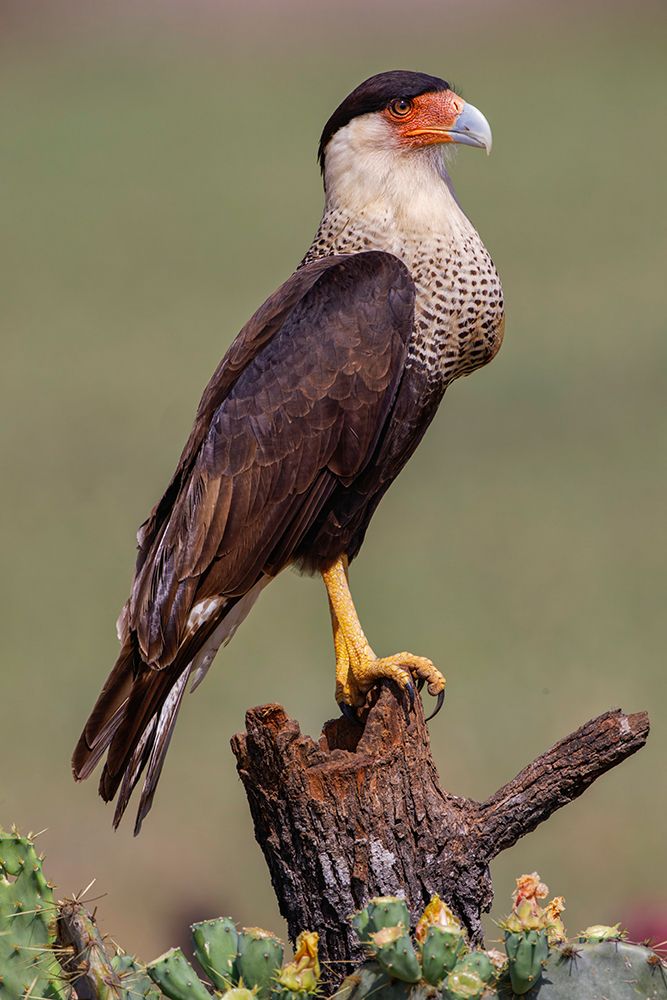 Crested caracara perched Rio Grande Valley-Texas art print by Adam Jones for $57.95 CAD