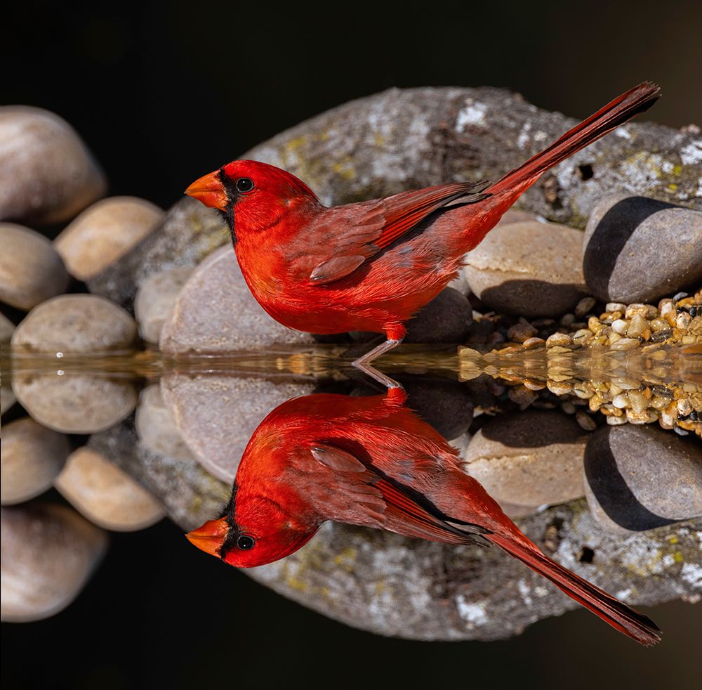 Northern Cardinal and mirror reflection on small pond Rio Grande Valley-Texas art print by Adam Jones for $57.95 CAD