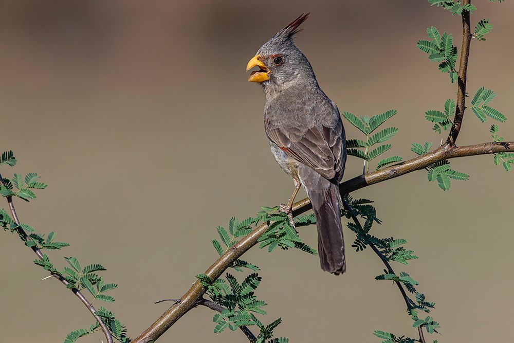 Pyrrhuloxia-Rio Grande Valley-Texas art print by Adam Jones for $57.95 CAD
