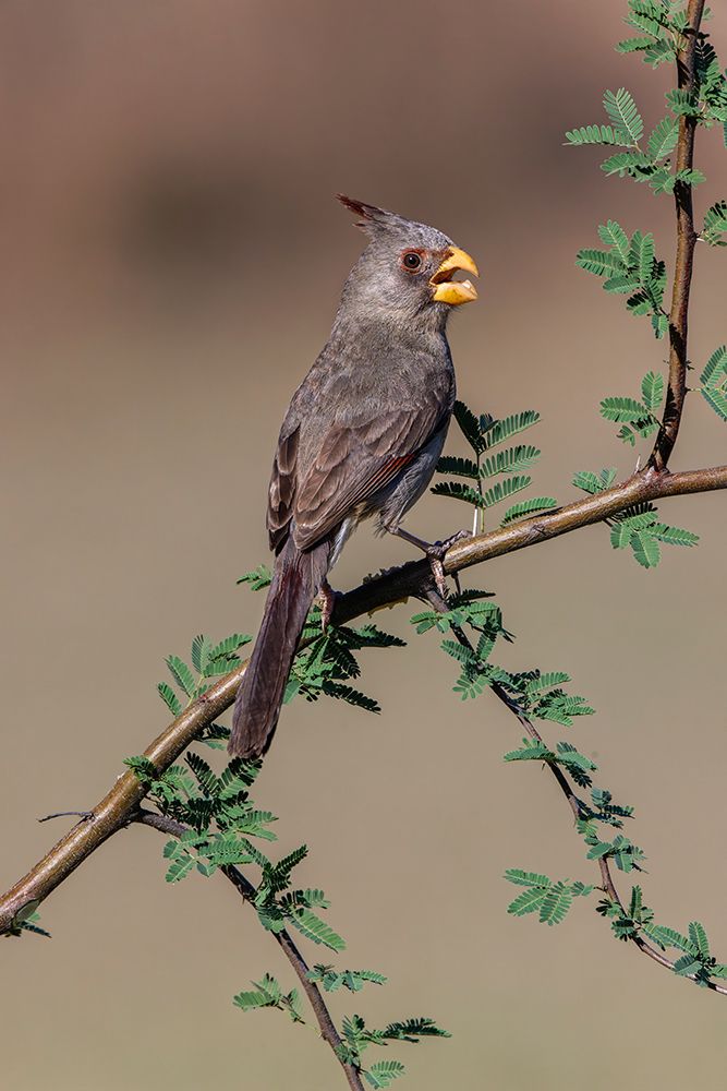 Pyrrhuloxia-Rio Grande Valley-Texas art print by Adam Jones for $57.95 CAD