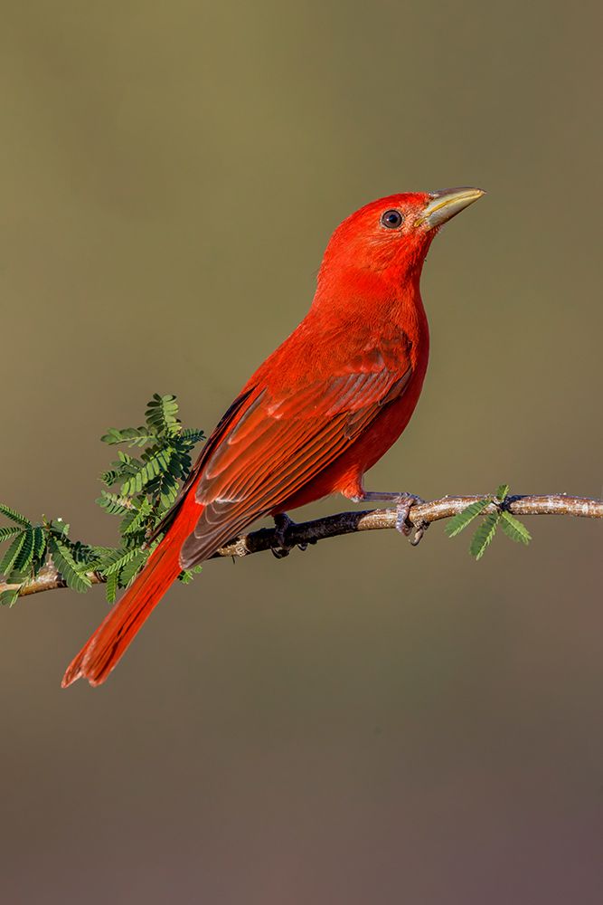 Summer tanager-Rio Grande Valley-Texas art print by Adam Jones for $57.95 CAD