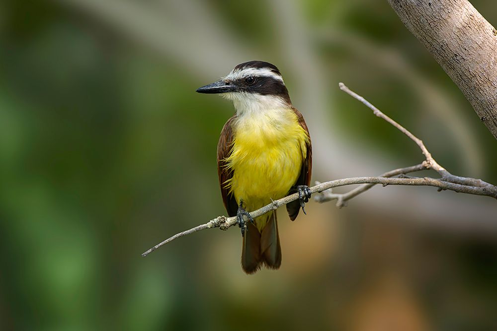 Great kiskadee-South Padre Island-Texas art print by Adam Jones for $57.95 CAD
