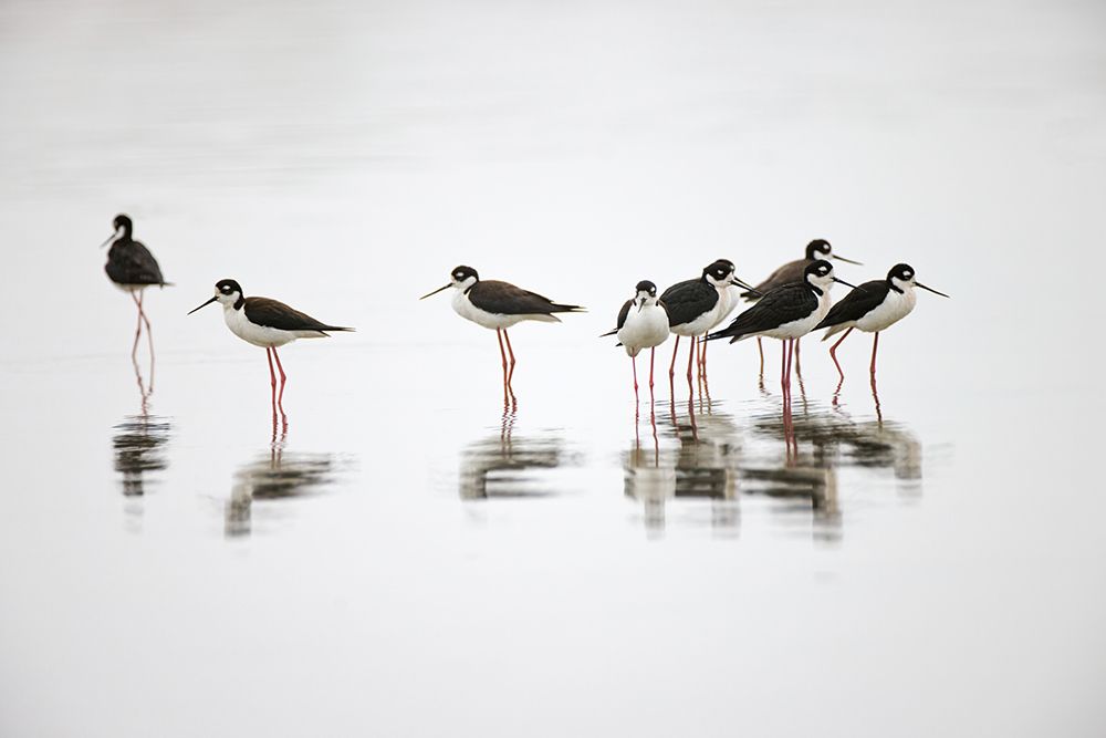 Group of Black-necked stilts standing together with reflection on water-South Padre Island-Texas art print by Adam Jones for $57.95 CAD