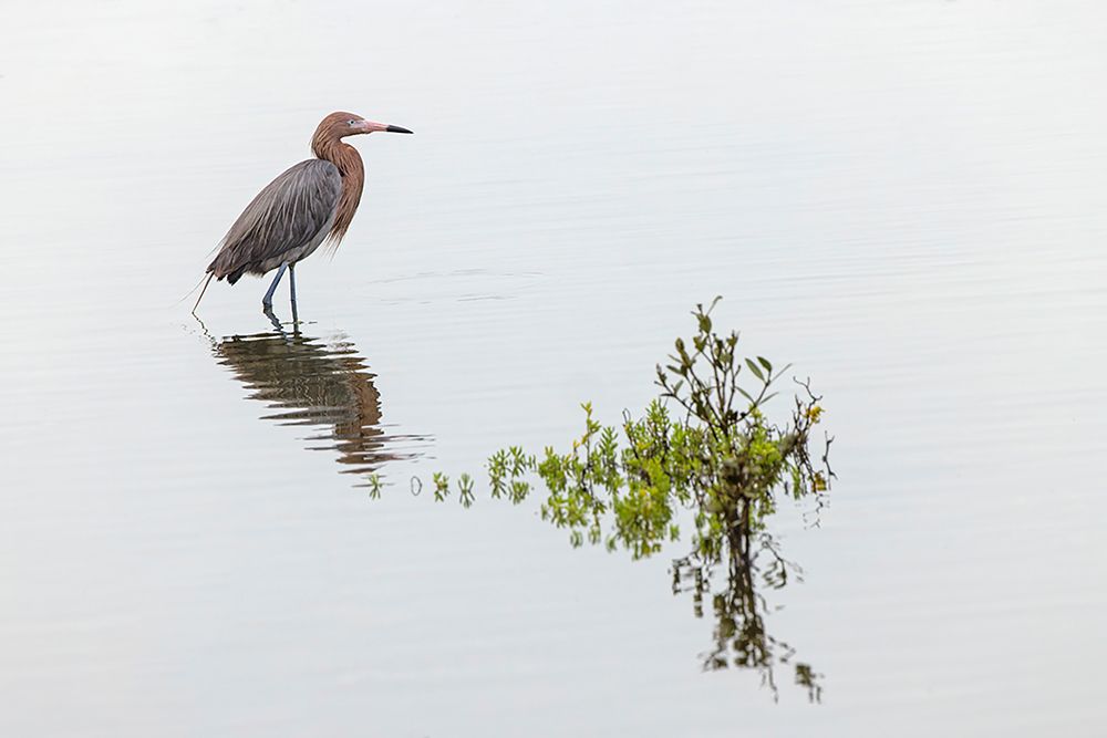 Reddish egret and reflection-South Padre Island-Texas art print by Adam Jones for $57.95 CAD