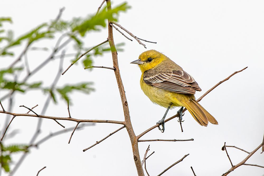 Female Northern oriole-Icterus galbula-Baltimore oriole-South Padre Island-Texas art print by Adam Jones for $57.95 CAD