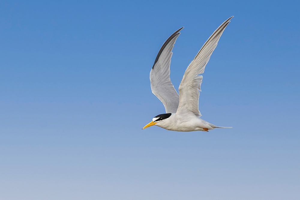 Least Tern flying-South Padre Island-Texas art print by Adam Jones for $57.95 CAD