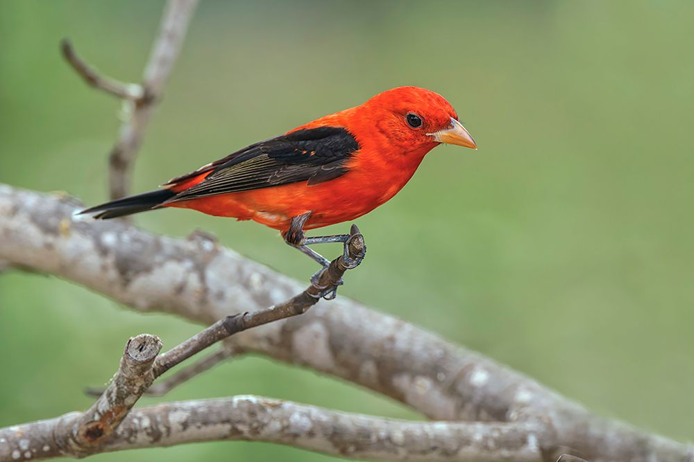 Scarlet tanager-Rio Grande Valley-Texas art print by Adam Jones for $57.95 CAD