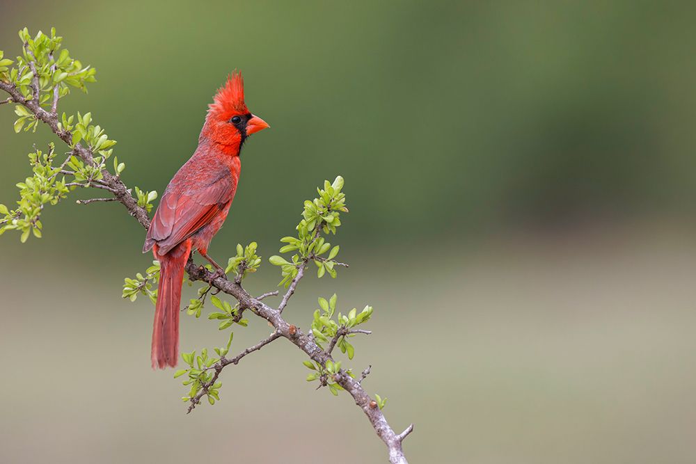 Male Northern Cardinal Rio Grande Valley-Texas art print by Adam Jones for $57.95 CAD
