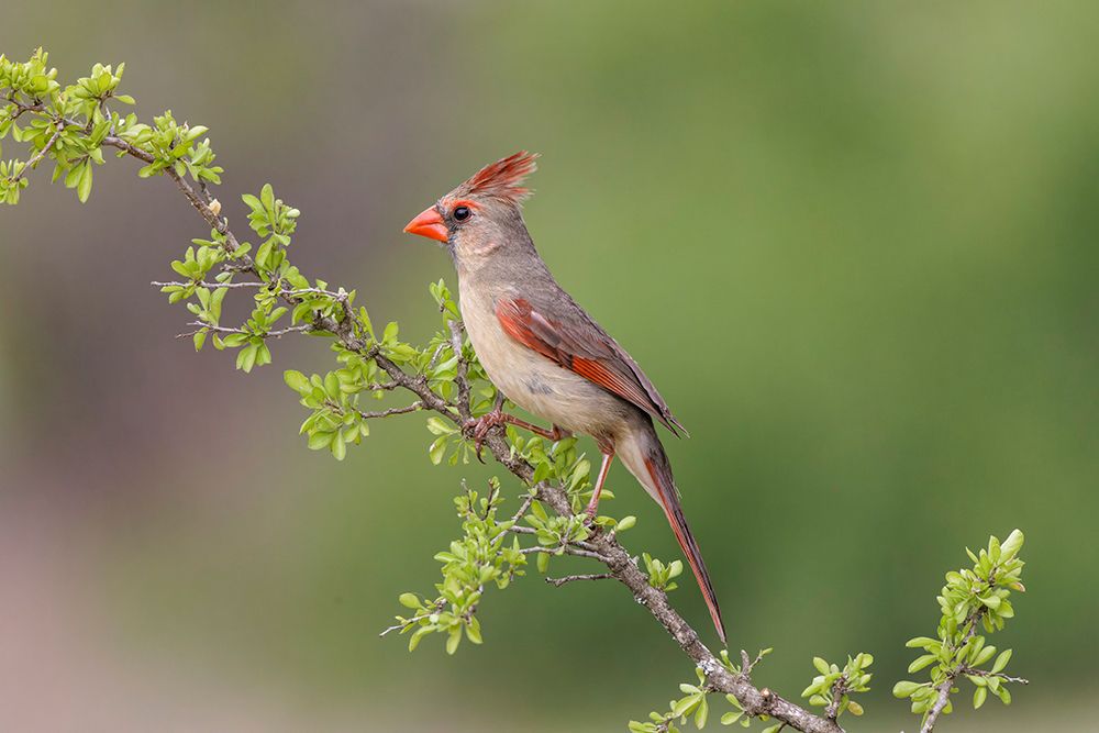 Female Northern Cardinal Rio Grande Valley-Texas art print by Adam Jones for $57.95 CAD