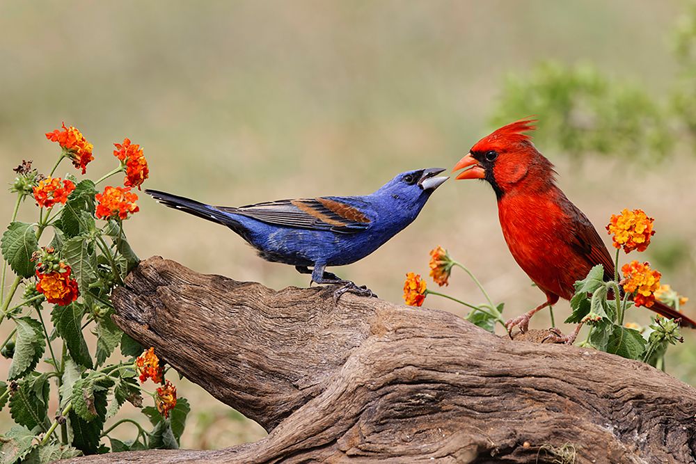 Blue grosbeak and male Northern cardinal fighting Rio Grande Valley-Texas art print by Adam Jones for $57.95 CAD