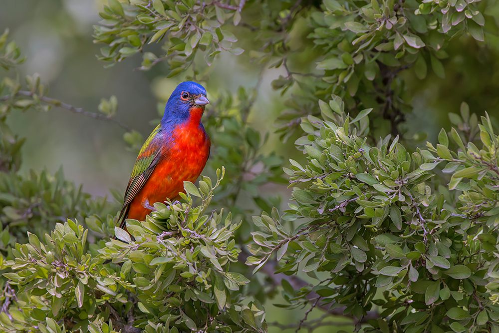 Painted bunting Rio Grande Valley-Texas art print by Adam Jones for $57.95 CAD