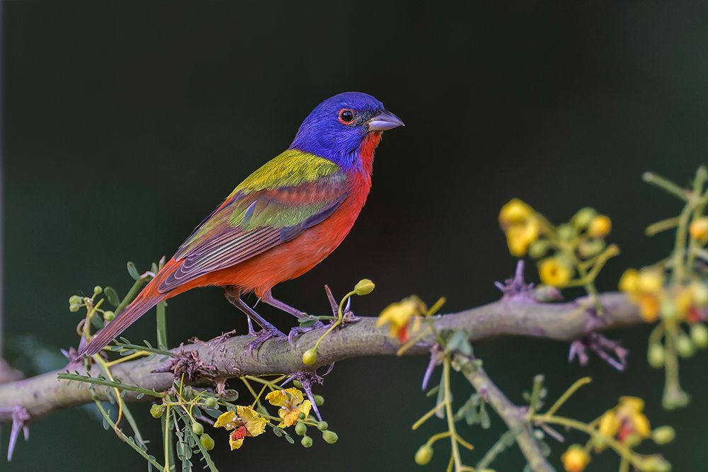 Male Painted bunting Rio Grande Valley-Texas art print by Adam Jones for $57.95 CAD