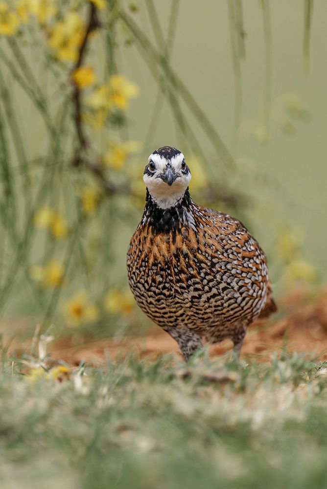 Male Bobwhite-Rio Grande Valley-Texas art print by Adam Jones for $57.95 CAD