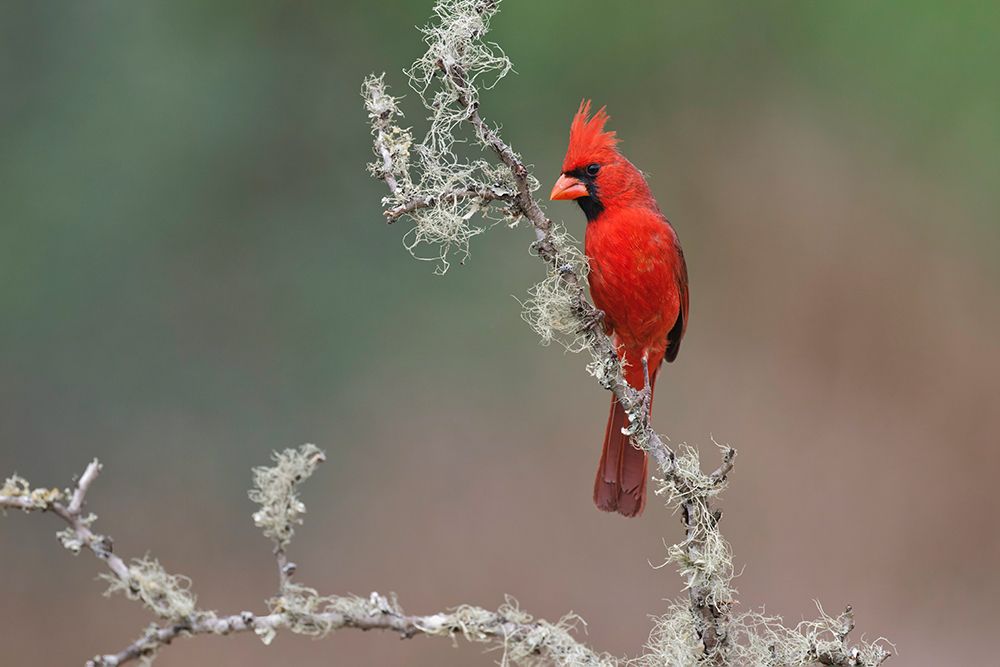 Male Northern Cardinal Rio Grande Valley-Texas art print by Adam Jones for $57.95 CAD