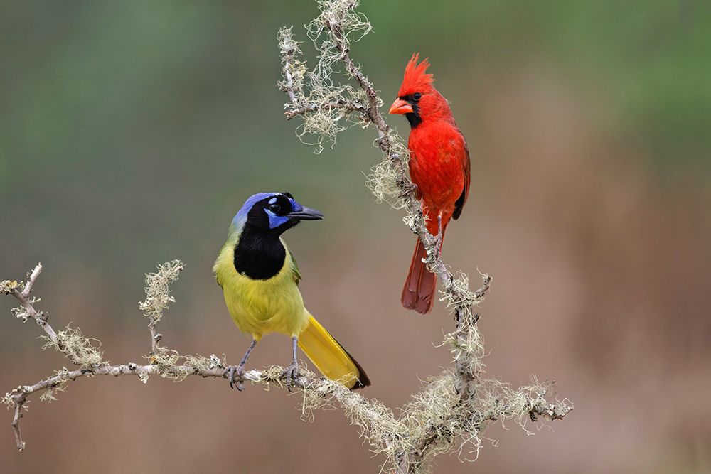 Male Northern Cardinal Rio Grande Valley-Texas art print by Adam Jones for $57.95 CAD