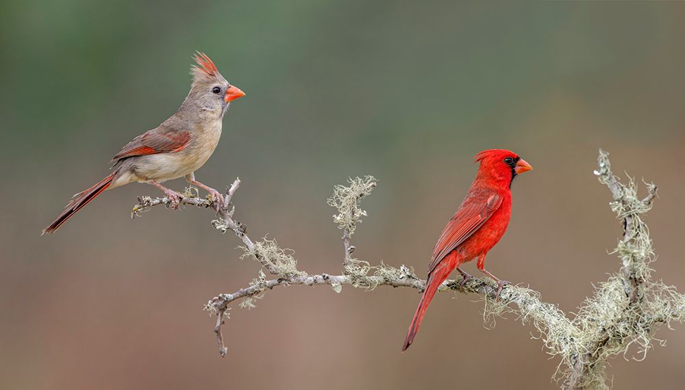 Male and female Northern Cardinals Rio Grande Valley-Texas art print by Adam Jones for $57.95 CAD