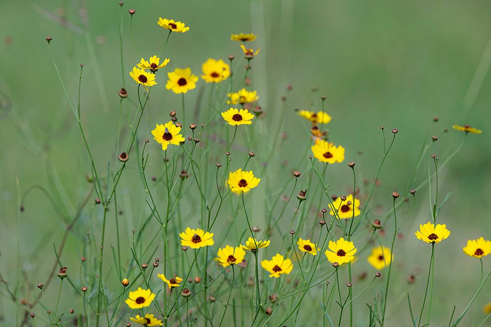 Yellow coreopsis flowers-Rio Grande Valley-Texas art print by Adam Jones for $57.95 CAD